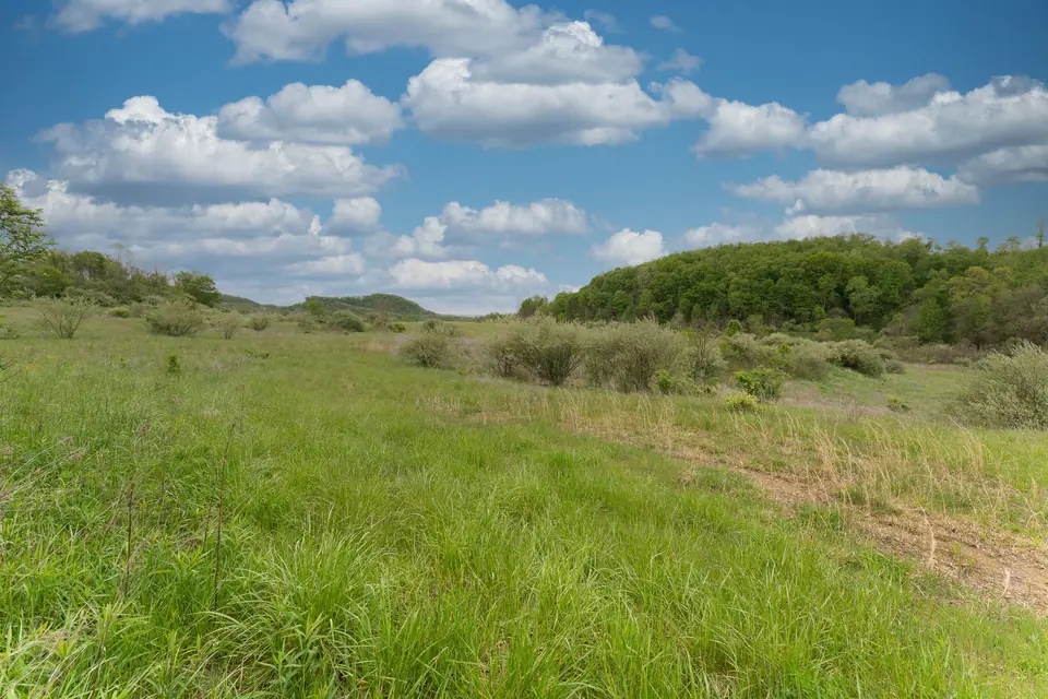 Open meadow under blue sky